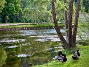 brantome guide ducks